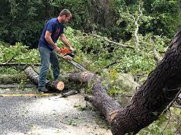 Best Palm Tree Trimming  in Claude, TX