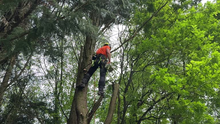 Why Choose Our Tree Removal Services in Claude, TX?