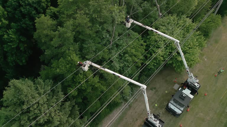 Best Tree and Shrub Care  in Claude, TX