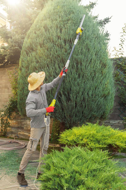 Professional  Tree Services in Claude, TX