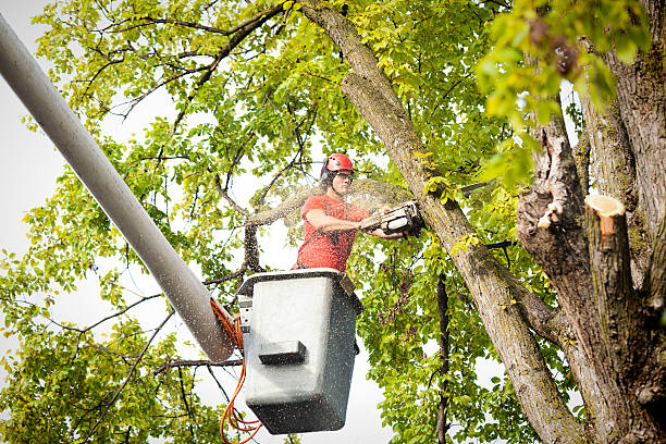 Best Emergency Tree Removal  in Claude, TX